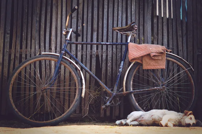 黄色拉布拉多猎犬旁边的蓝色扁杆自行车