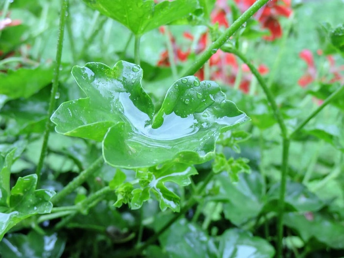 老鹳草，叶子，水滴，老鹳草叶子，雨滴，湿的，雨的，叶子