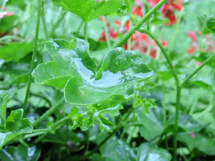 老鹳草，叶子，水滴，老鹳草叶子，雨滴，湿的，雨的，叶子