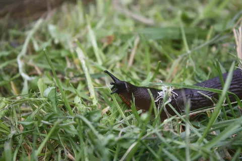 蜗牛，草坪，昂贵，软体动物，动物，自然，草，鸟