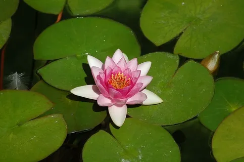 花,绿色,睡莲,池塘,睡莲,漂浮在水面上,花瓣,叶子 花,绿色,睡莲,池塘,睡莲,漂浮在水面上,花瓣,叶子