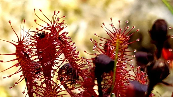 日落、宏观、植物、食肉动物、沼泽、生物区、特写、生长 日落、宏观、植物、食肉动物、沼泽、生物区、特写、生长