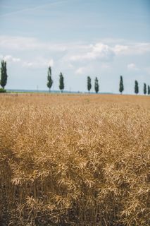 白天的棕色开阔地