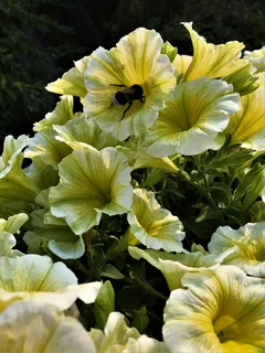 花，黄色，迷你矮牵牛花，特写，花瓣，明亮，阳台，花