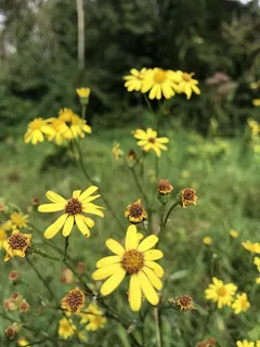 花,玫瑰,植物,五颜六色,绿色,森林,湖泊,海洋 花,玫瑰,植物,五颜六色,绿色,森林,湖泊,海洋