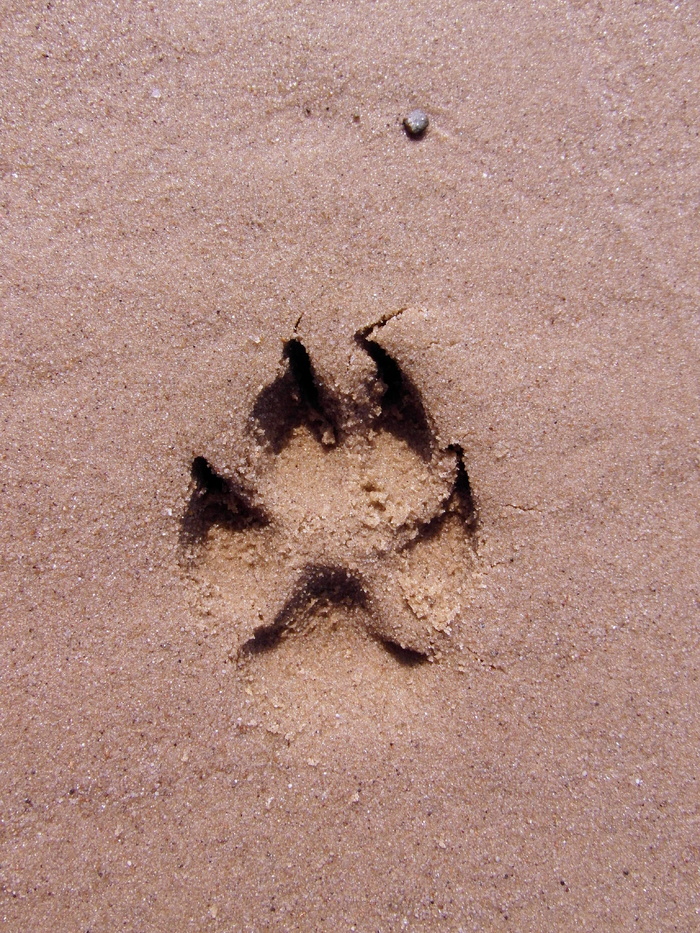 摄影, 爪痕, 砂, 狗, 足迹, Paw Print, 狗爪子, 爪子