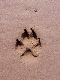 摄影, 爪痕, 砂, 狗, 足迹, Paw Print, 狗爪子, 爪子 摄影, 爪痕, 砂, 狗, 足迹, Paw Print, 狗爪子, 爪子