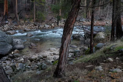 优胜美地山谷, 美国, 河, 树, 森林, 加利福尼亚州, 优胜美地国家公园, 优胜美地