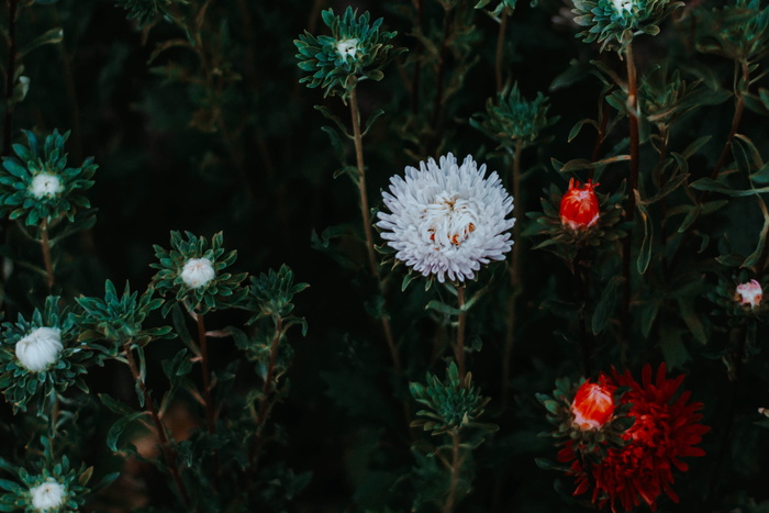 白花选择性聚焦照片