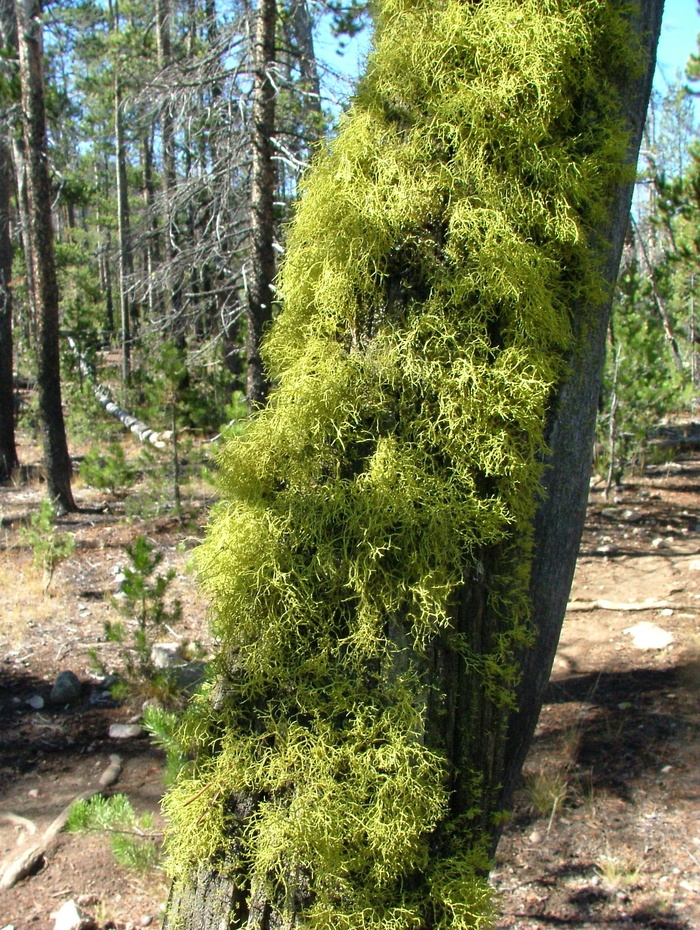 苔藓、地衣、树木、森林、植物、生长、树干、土地