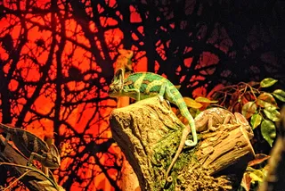 阿拉伯联合酋长国，迪拜，帝国高地，骆驼，爬行动物，蜥蜴，树，树叶