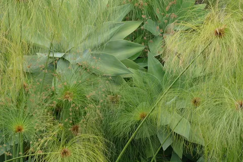 墙，草皮，种植，植物，轻微，绿色，生长，绿色