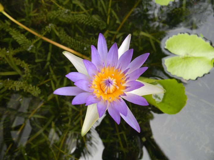 睡莲、花、睡莲、开花植物、植物、脆弱性、新鲜度