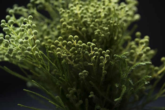 绿色，植物，芽，自然，绿色，植物，特写，新鲜