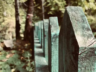 围栏、自然、野生、荒野、树木、森林、自然、探险