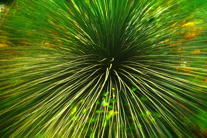 绿色线状叶植物