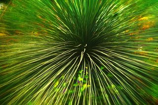 绿色线状叶植物