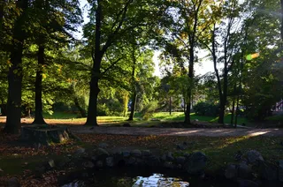 公园，太阳，下午，秋天，池塘，树，影子，植物