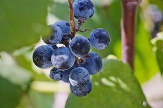 美国，新布朗费尔斯，干科马尔溪酒厂和葡萄园，自然，收获，幸福，葡萄，葡萄酒