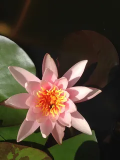 睡莲,植物,花,自然,teichplanze,开花植物,花瓣,脆弱性 睡莲,植物,花,自然,teichplanze,开花植物,花瓣,脆弱性