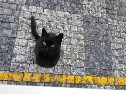 猫,人行道,石头,人行道,可爱,街道,斯科特,动物 猫,人行道,石头,人行道,可爱,街道,斯科特,动物