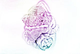 紫色，绿色，变色龙插图，动物，彩色，变色龙，绘画，彩虹