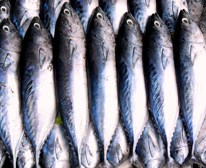 特写，照片大眼鱼，鱼，钓鱼，海鲜，渔夫，渔获量，市场