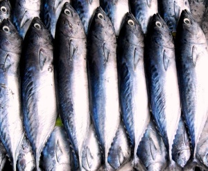 特写，照片大眼鱼，鱼，钓鱼，海鲜，渔夫，渔获量，市场