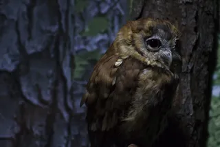 美国，大西洋海滩，森林，北卡罗来纳州，猫头鹰，大西洋，动物，北卡罗来纳州