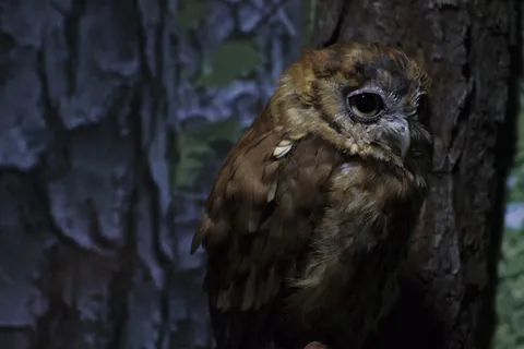 美国,大西洋海滩,森林,北卡罗来纳州,猫头鹰,大西洋,动物,北卡罗来纳州 美国,大西洋海滩,森林,北卡罗来纳州,猫头鹰,大西洋,动物,北卡罗来纳州