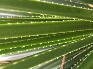 schweiz，zürich，自然，仙人掌，叶子，植物，绿色，植物部分