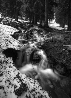 水体附近树木的灰度照片