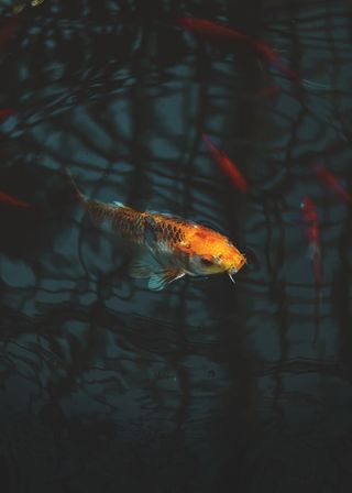 锦鲤鱼特写镜头