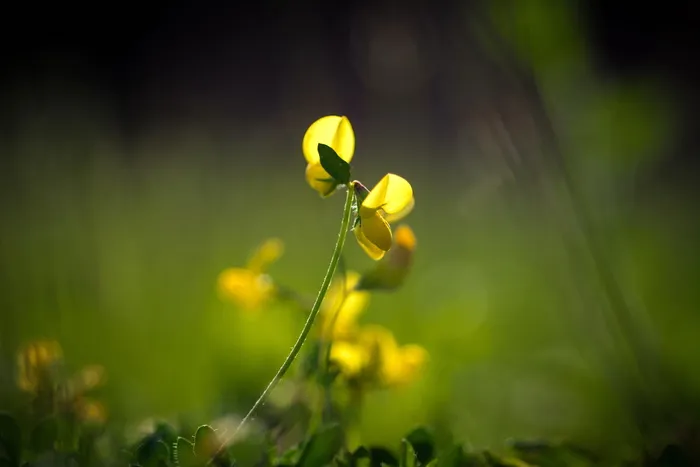 黄色的花，绿色的背景，小小的花，小树，小草，小花，春天，美丽