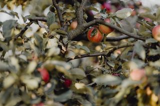 花园里树上的红苹果