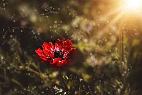 银莲花,红,红银莲花,冠银莲花,开花,开花,花,红花 银莲花,红,红银莲花,冠银莲花,开花,开花,花,红花