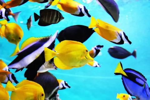 学校,鱼,水,热带鱼,水族馆,蓝色,鱼缸,海 学校,鱼,水,热带鱼,水族馆,蓝色,鱼缸,海