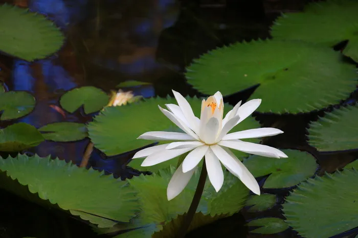 莲花、生态、池塘、水生植物、睡莲垫、花、叶、开花植物