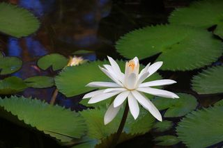 莲花、生态、池塘、水生植物、睡莲垫、花、叶、开花植物