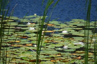 水，百合，睡莲垫，花，池塘，自然，夏天，草