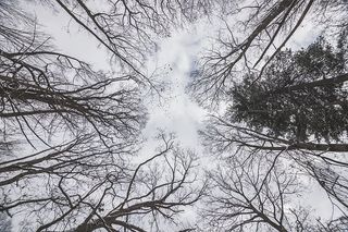 仰望冬日的天空照片