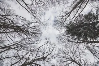仰望冬日的天空照片