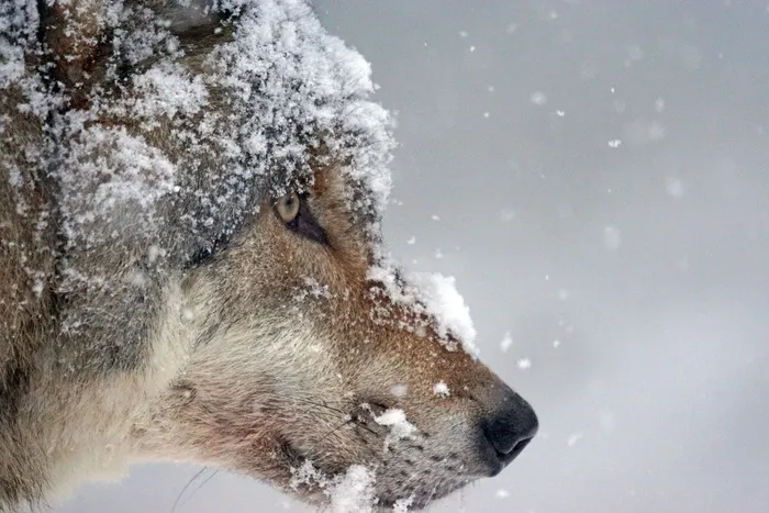 特写，狼，脸，有盖，雪，捕食者，欧亚狼，驮畜