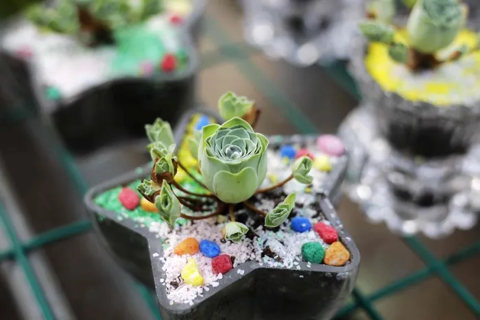 肉质、植物、绿色、艺术和工艺、多色、注重前景、创意和工艺