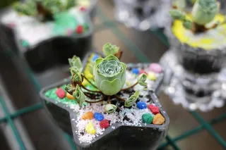 肉质、植物、绿色、艺术和工艺、多色、注重前景、创意和工艺