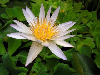 睡莲、白色、花朵、植物区系、植物、开花植物、脆弱性、脆弱性