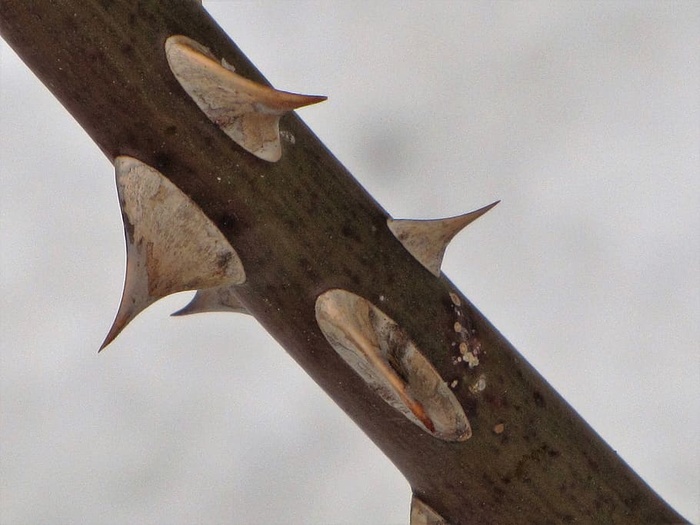 无人、特写、金属、锐利、白天、生锈、聚焦前景、自然