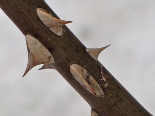无人、特写、金属、锐利、白天、生锈、聚焦前景、自然