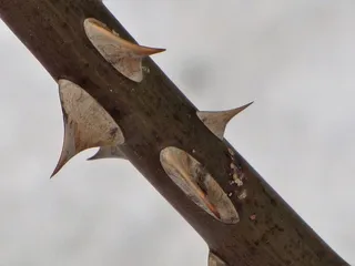 无人、特写、金属、锐利、白天、生锈、聚焦前景、自然