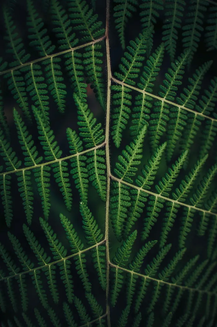 微型、喷丸、绿色、树叶、自然、植物、纹理、深色